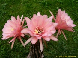 Echinopsis Hybride 041